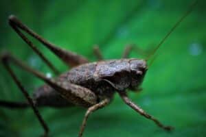 Documenting Pest Control Outcomes