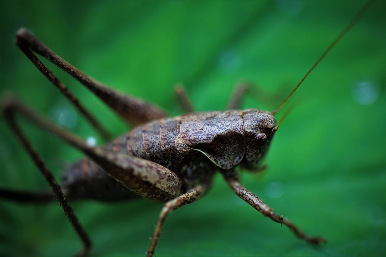 Documenting Pest Control Outcomes