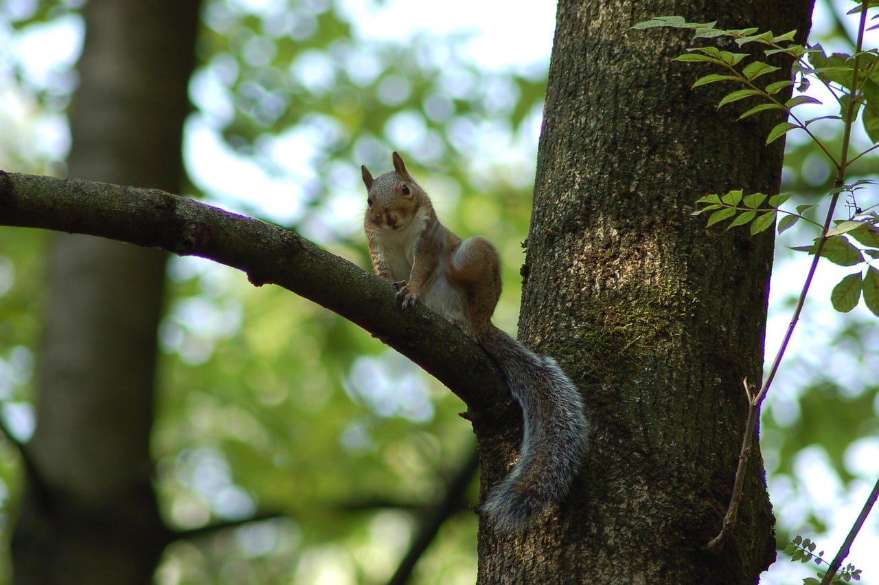 Exploring Rodent Deterrents