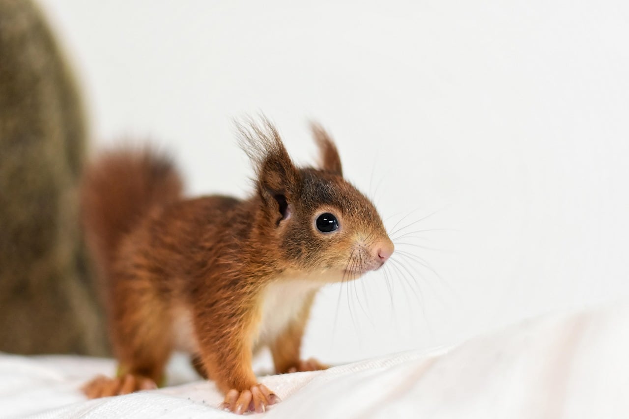 How Weather Affects Rodent Activity