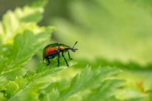 How to Assess Pest Control Needs