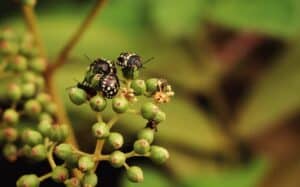 How to Choose a Pest Control Company