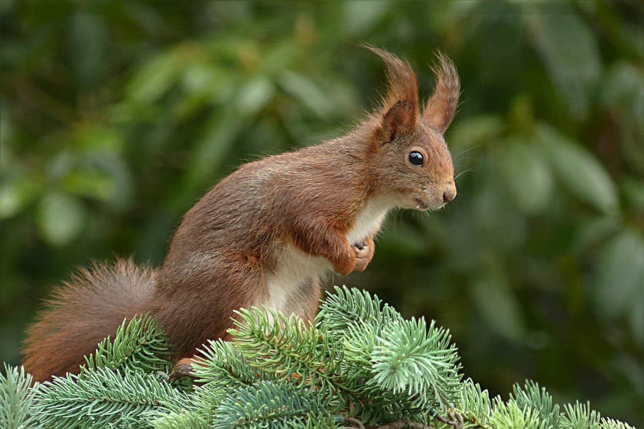 Preventing Rodents in Your Garden