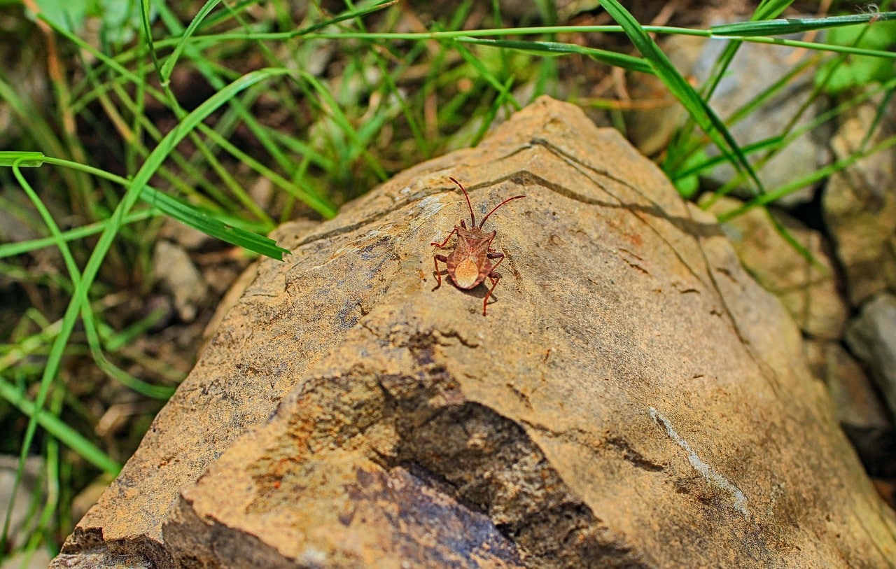 The Future of Eco-Friendly Pest Control