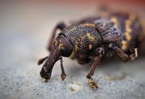 The Future of Pest Control Technologies