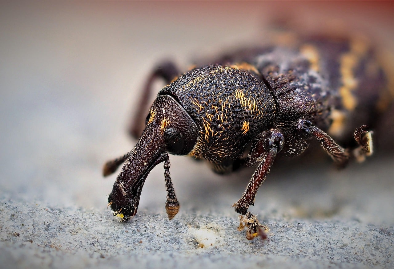 The Future of Pest Control Technologies