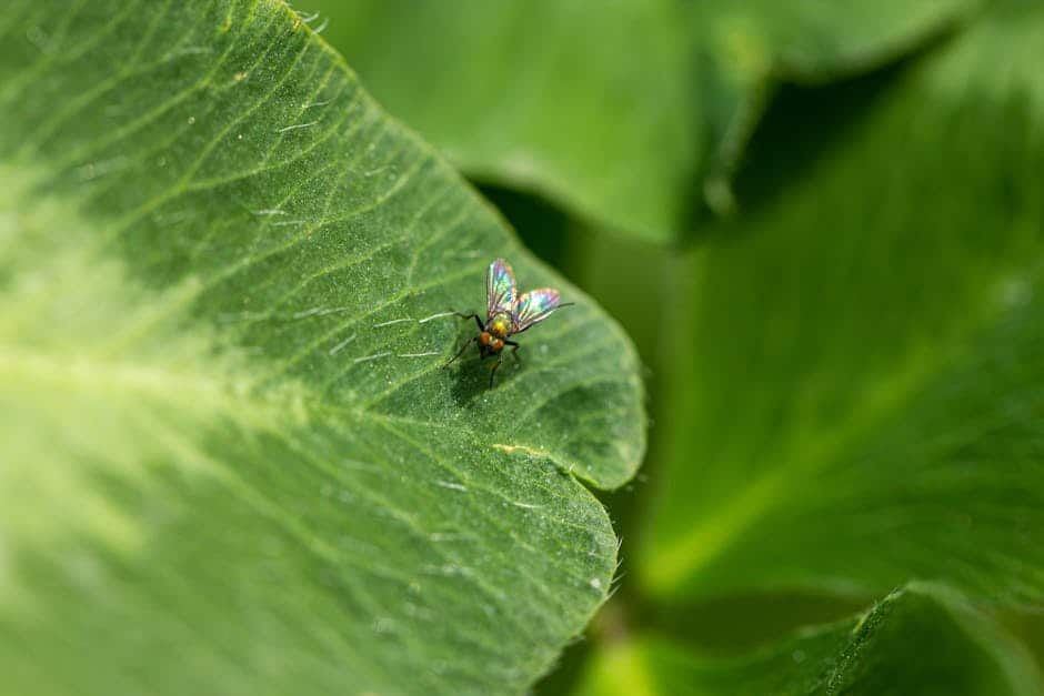 The Role of Biodiversity in Pest Management