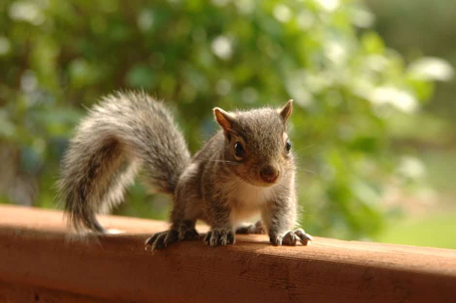 Top Signs of a Rodent Infestation