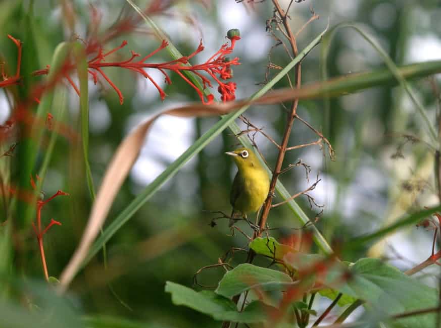 Understanding the Impact of Pesticides on Wildlife